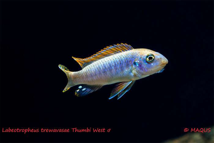 Лабеотрофеус обыкновенный (Labeotropheus trewavasae), фото фотография аквариумные рыбки