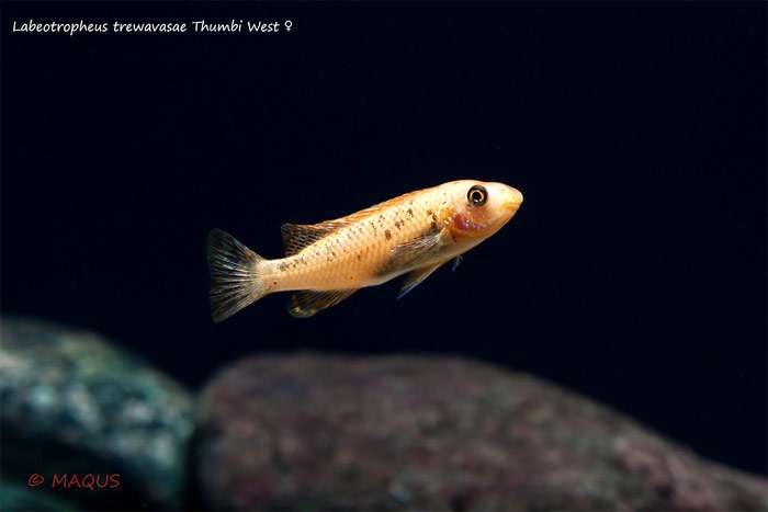 Лабеотрофеус тревавас, фото фотография рыбы
