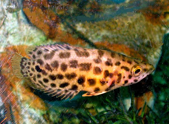 Леопардовая ктенопома (Ctenopoma acutirostre), фото фотография аквариумные рыбы