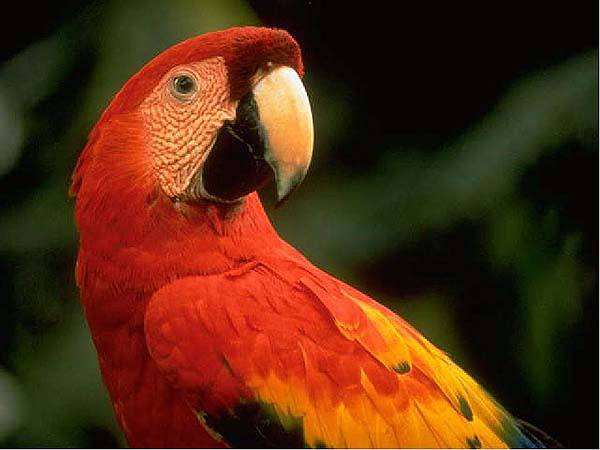 Красный ара (Ara macao), фото попугаи фотография