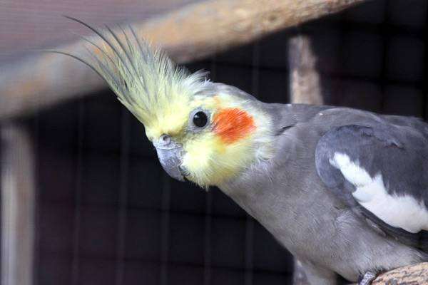 Нимфа, или попугай корелла (Nymphicus hollandicus), фото птицы фотография