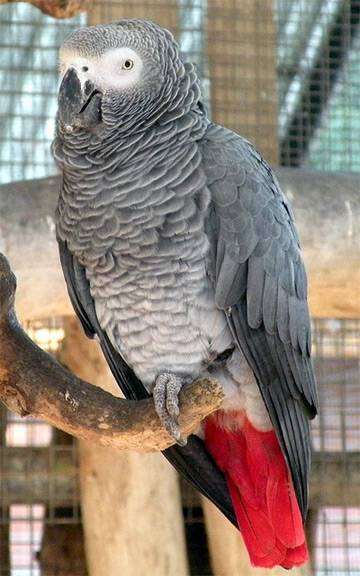 Серый попугай, или жако (Psittacus erithacus erithacus), фото птицы фотография
