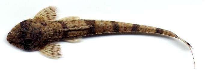 Лорикария филаментоза (Dasyloricaria filamentosa), фото фотография аквариумные сомы