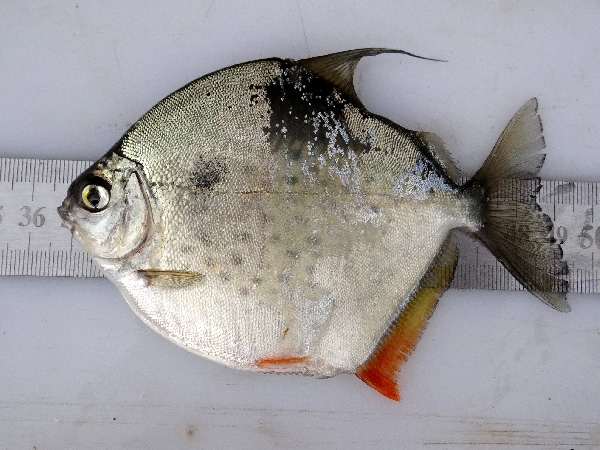 Метиннис пятнистый, рыба-доллар, рыба серебряный доллар (Metynnis maculatus), фото фотография аквариумные рыбы