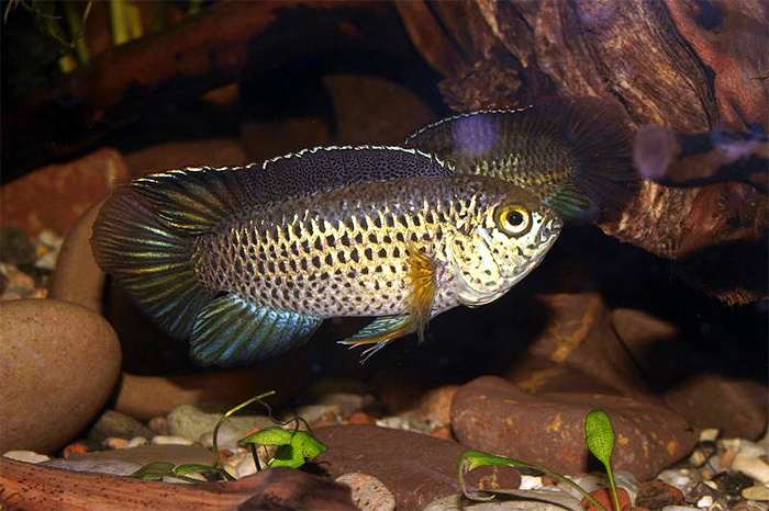 Наннакара аномала, зеленая наннакара (Nannacara anomala), фото фотография аквариумные рыбы