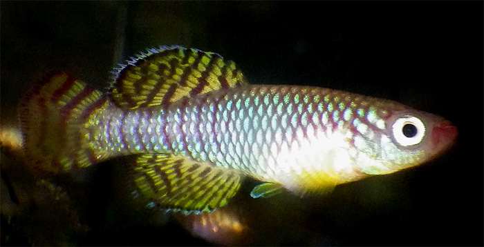 Нотобранх Кортхаус (Nothobranchius korthausae), фото фотография красочные рыбки