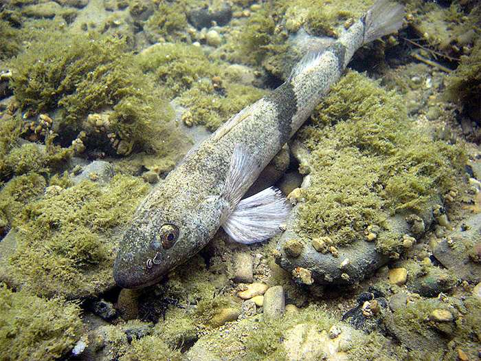 Французский чоп (Zingel asper), фото фотография пресноводные рыбы