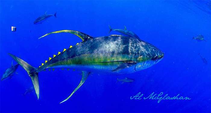 Желтоперый тунец (Thunnus albacares), фото фотография аквариумные рыбки