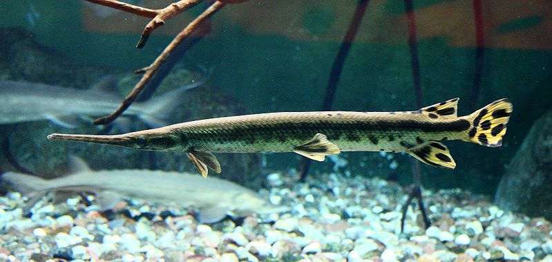 Длиннорылый панцирник (Lepisosteus osseus), фото фотография рыбы