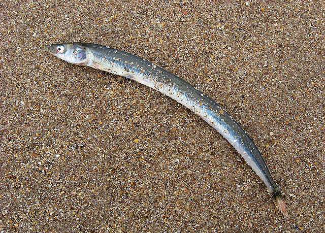 Многопозвонковая европейская песчанка (Ammodytes marinus), фото фотография морские рыбы