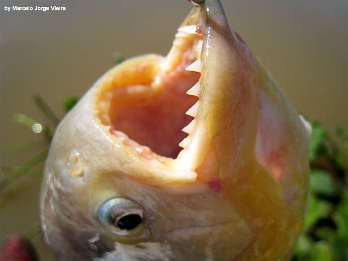 Зубы пираньи, фото фотография аквариумные рыбы