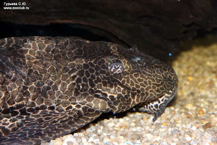 Плекостомус, сом-водорослеед, плекос (Hypostomus plecostomus), фото фотография аквариумные рыбки