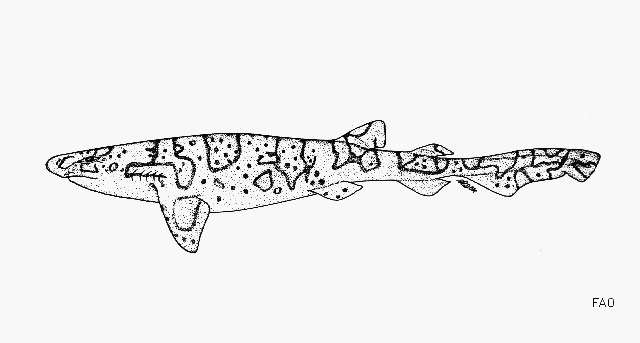 Полосатая головастая акула (Cephaloscyllium fasciatum), рисунок картинка рыбы