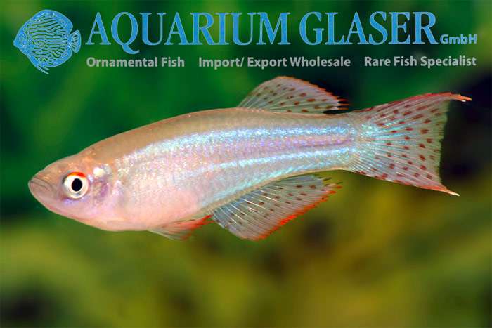 Прокатопус сине-зеленый (Procatopus aberrans), фото фотография аквариумные рыбки