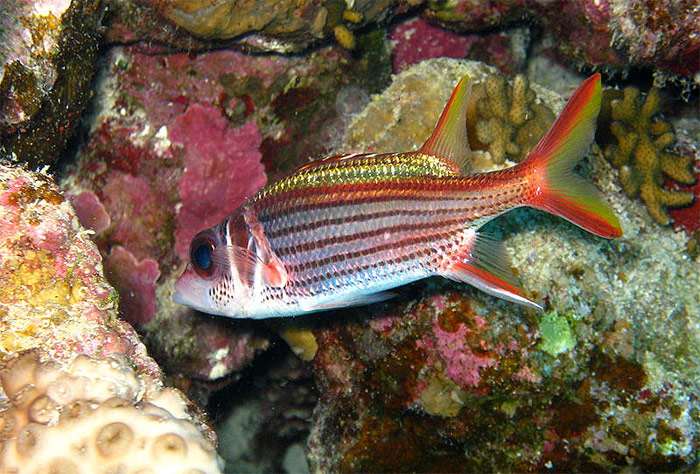 Красная рыба-белка (Sargocentron rubrum), фото фотография картинка