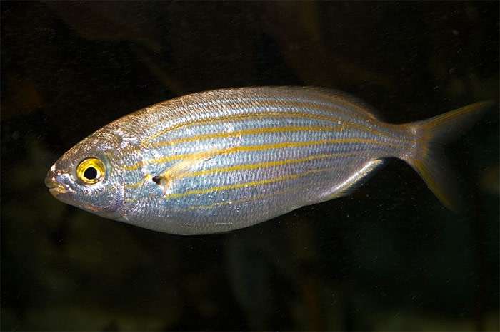 Сарпа, или сальпа (Sarpa salpa), фото фотография морские рыбки