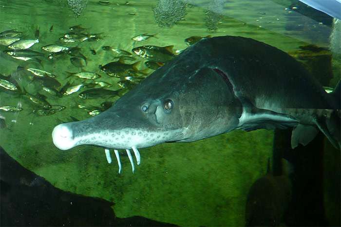 Осетр сибирский (Acipenser baerii), фото фотография промысловые рыбы