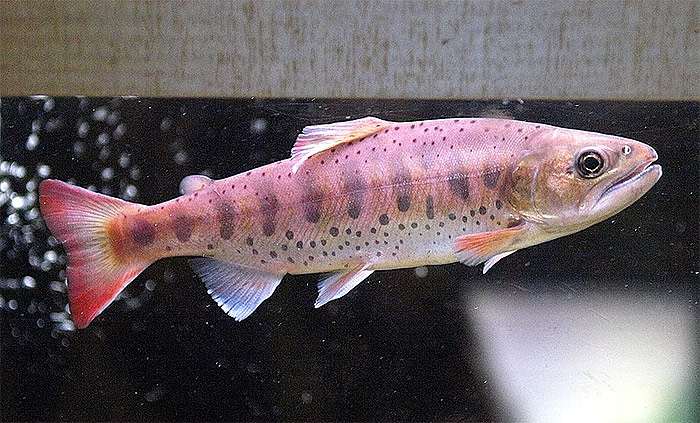 Сима, или мазу (Oncorhynchus masou), фото фотография лососевые рыбы