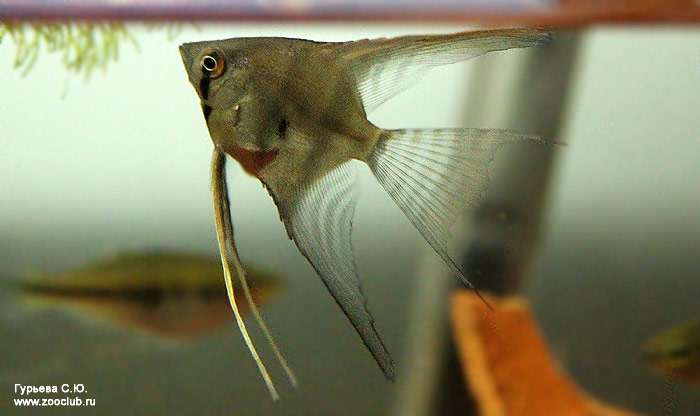 Скалярия (Pterophyllum scalare), фото фотография рыбы