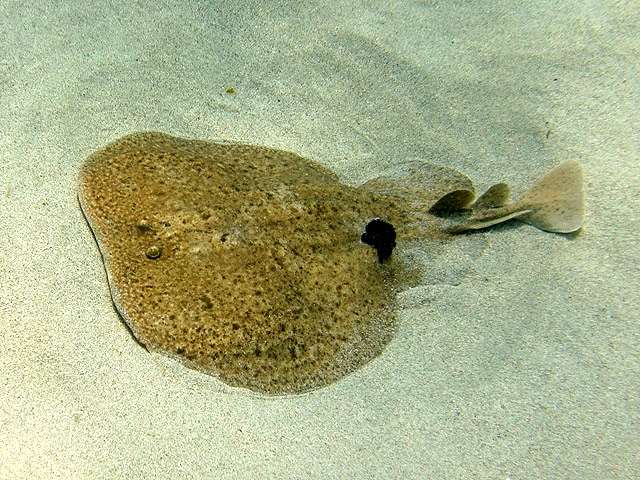 Электрический скат, или мраморный гнюс (Torpedo marmorata), фото фотография рыбы
