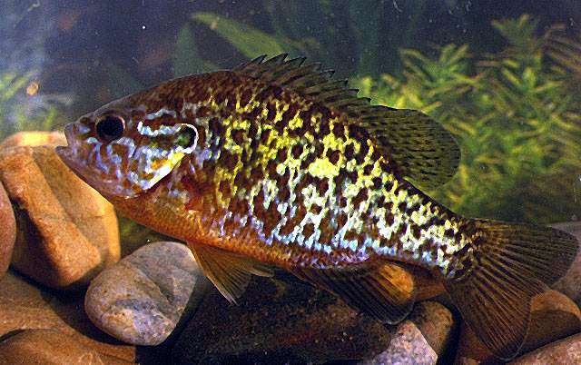 Обыкновенная солнечная рыба, ушастый окунь (Lepomis gibbosus), фото фотография рыбы