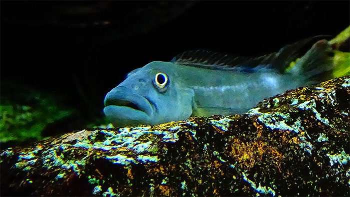 Стеатокранус Тайнента (Steatocranus tinanti), фото фотография аквариумные рыбки