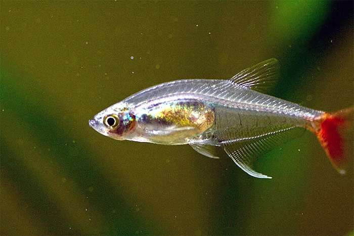 Стеклянная тетра, прионобрама (Prionobrama filigera), фото фотография аквариумные рыбки
