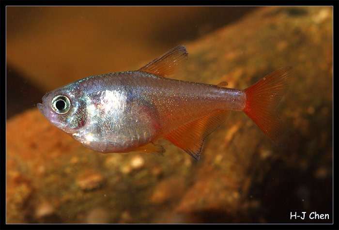 Тетра-фон-Рио, пламенная тетра (Hyphessobrycon flammeus), фото фотография рыбы