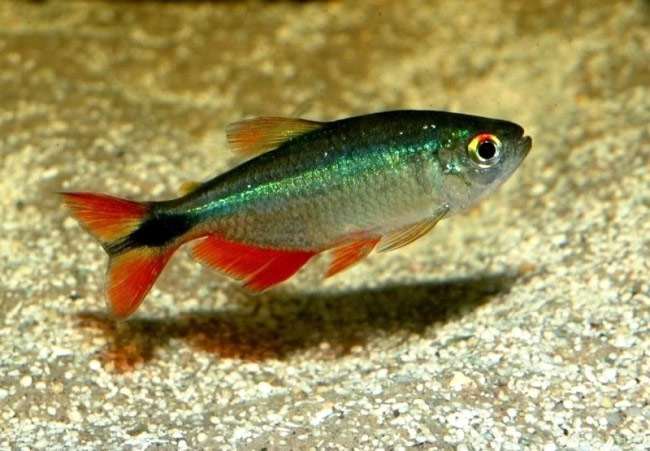 Ромбовидная тетра, тетрагоноптер (Hyphessobrycon anisitsi), фото фотография аквариумные рыбки