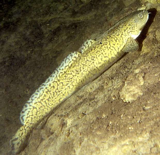 Налим (Lota lota), фото фотография Рыбы