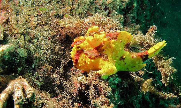 Бородавчатый удильщик (Antennarius maculatus), фото фотография подводный мир
