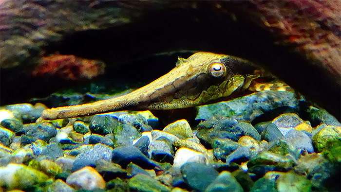 Фарловелла обыкновенная (Farlowella acus), фото фотография аквариумные рыбы