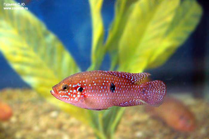 Хемихромис-красавец (Hemichromis bimaculatus), фото фотография аквариумные рыбки