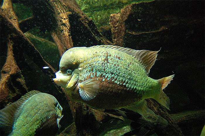 Цихлазома Перси (Cichlasoma pearsei), фото фотография аквариумные рыбки