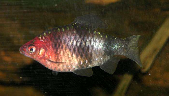 Черный барбус, пурпурноголовый барбус (Pethia nigrofasciata), фото фотография рыбы