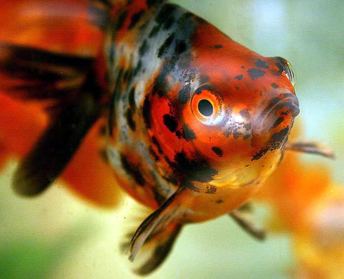 Шубункин (породы золотых рыбок), фото фотография золотушки