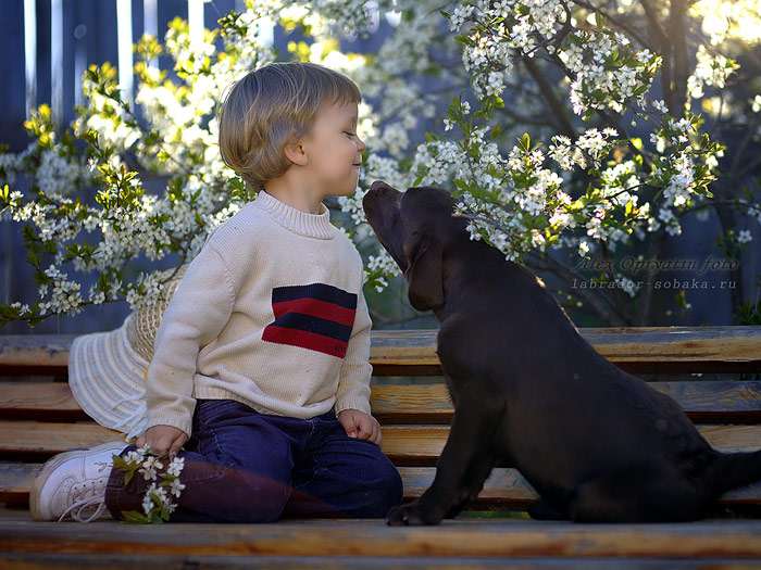 Щенок шоколадного лабрадора и мальчик, фото фотография собаки