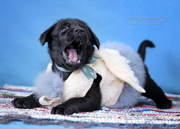 Забавный щенок черного лабрадора, фото фотография собаки