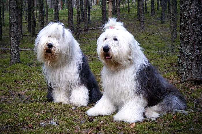 Бобтейлы (староанглийские овчарки), фото фотография собаки