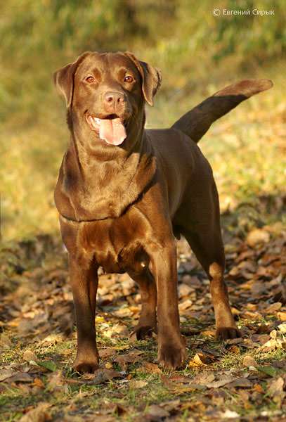 Шоколадный лабрадор-ретривер, фото фотография собаки