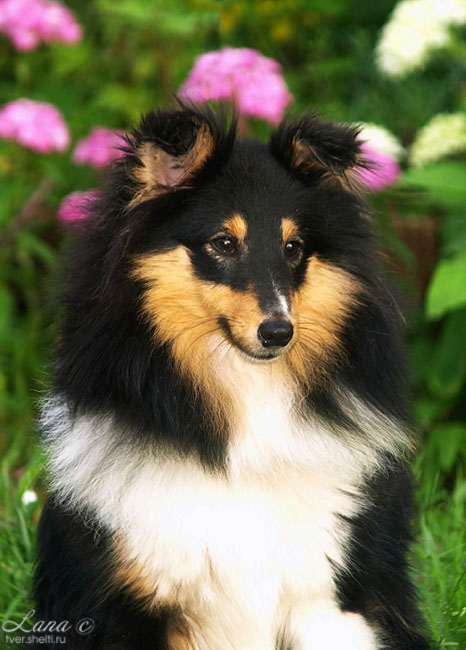 Черно-белый шелти, фото фотография собаки