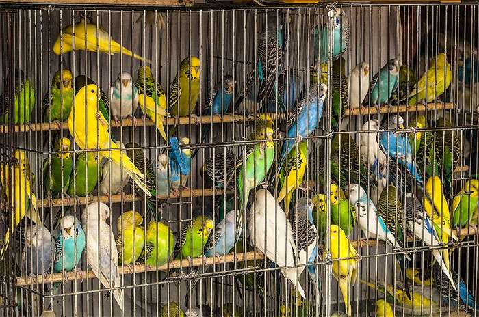 Волнистые попугаи в клетке, фото птицы фотография картинка pixabay