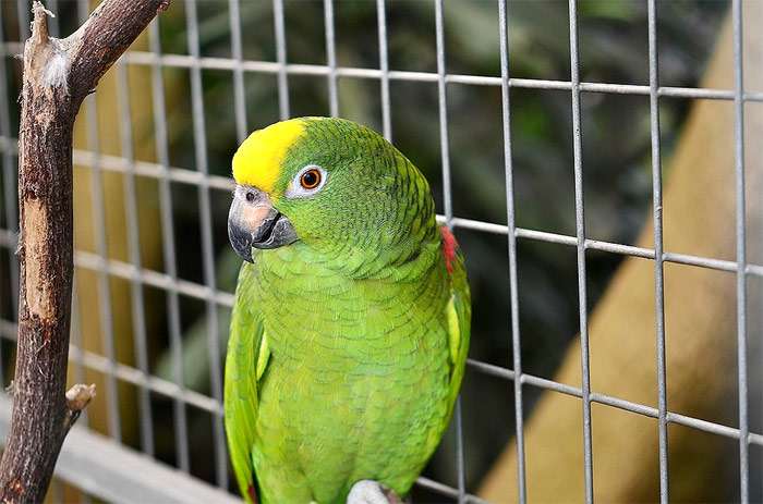 Желтолобый амазон, или суринамский амазон (Amazona ochrocephala), фото птицы фотография картинка pixabay