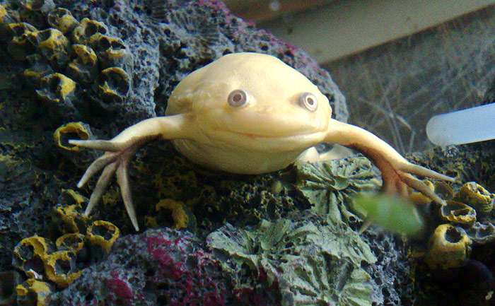 Шпорцевая лягушка, фото фотография амфибии