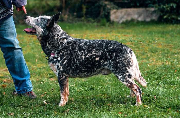 Австралийский хилер, или австралийская пастушья собака, фото породы собак фотография