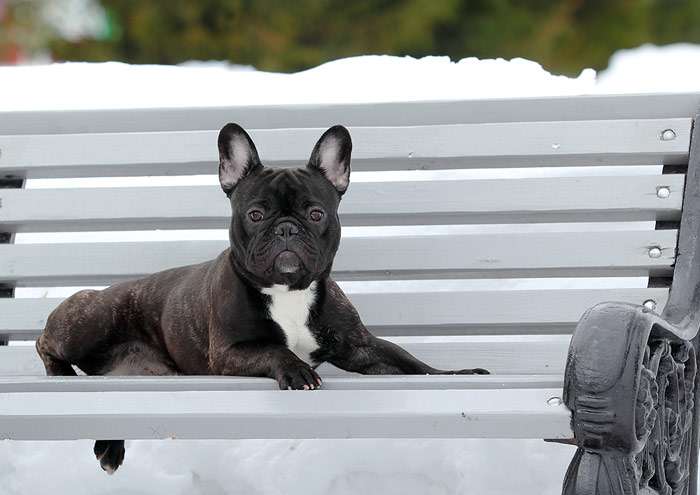 Французский бульдог, фото фотография собаки