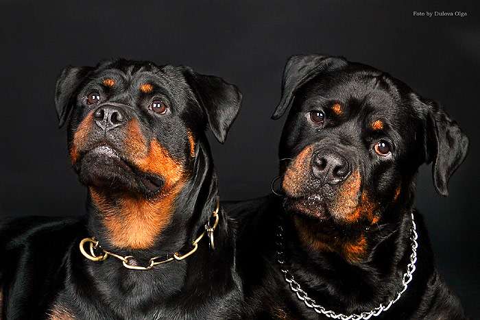 Ротвейлеры, фото фотография породы собак