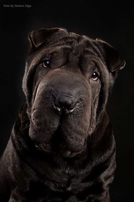 Черный шар-пей, фото фотография породы собаки