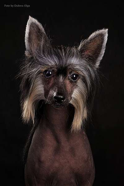 Китайская хохлатая собачка, фото фотография породы собаки