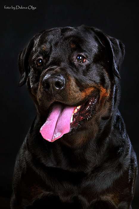 Ротвейлер, фото фотография породы собаки